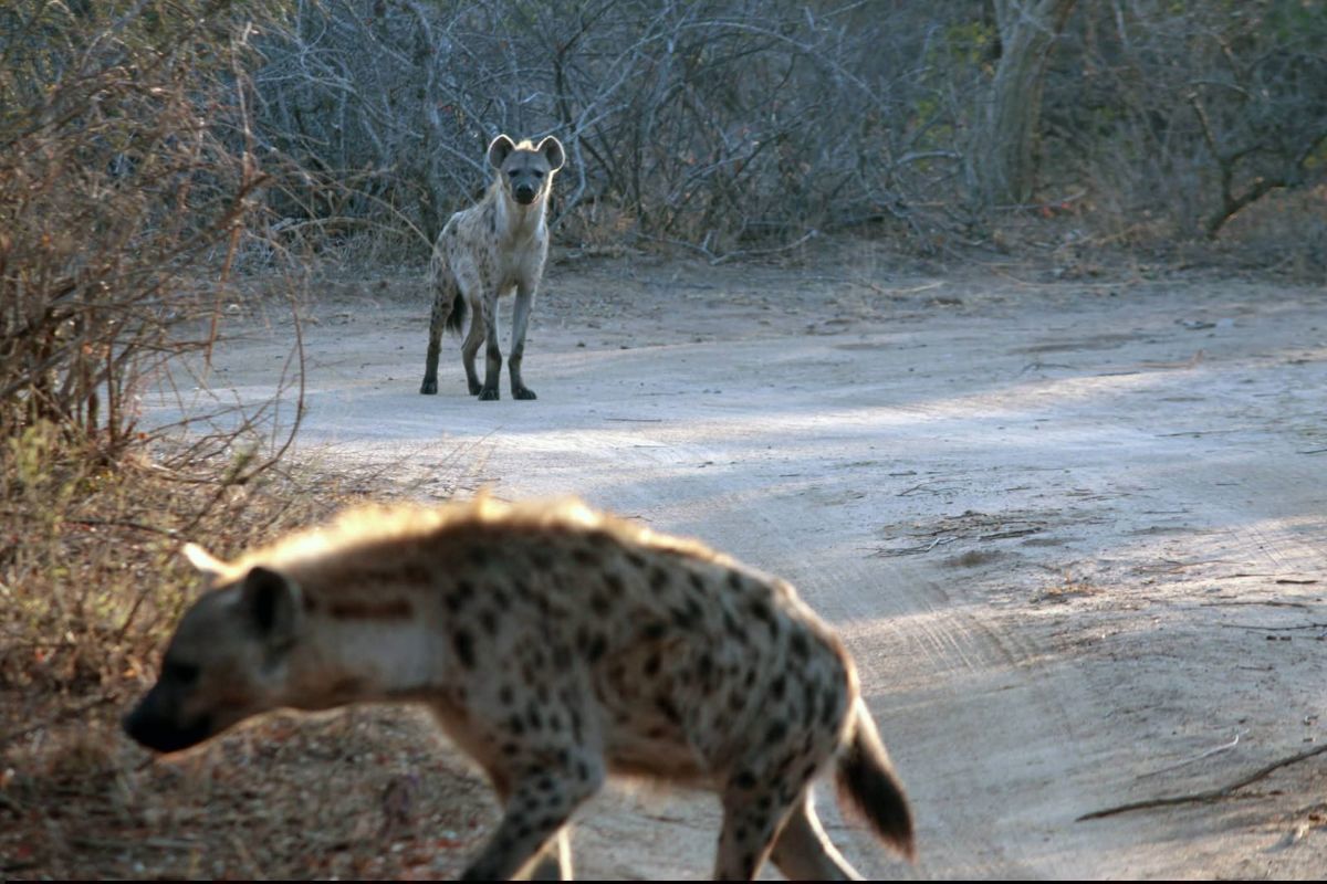 Game Walk with the Big 5 3